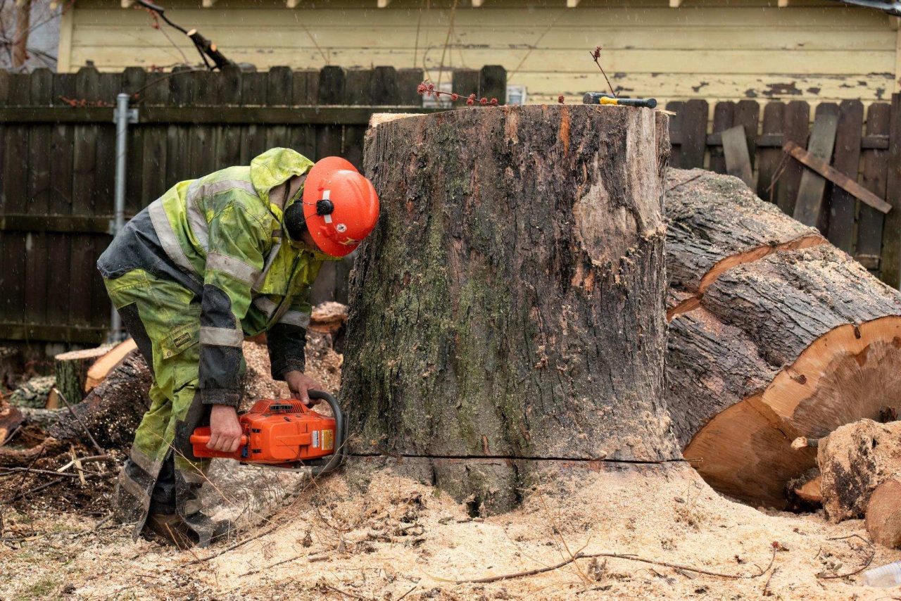 Tree Removal Rochester NY (4)